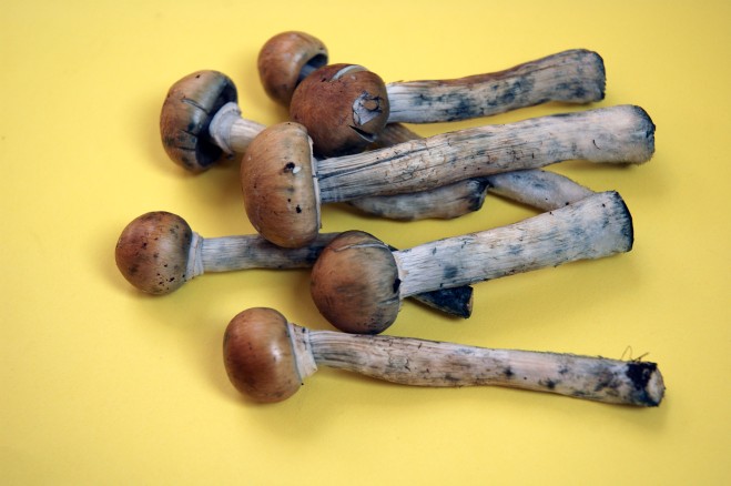 Fresh Colombian magic mushrooms legally on sale in Camden market London June 2005