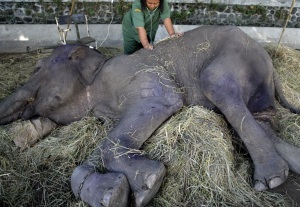 A Surabaya Zoo health worker checks the
