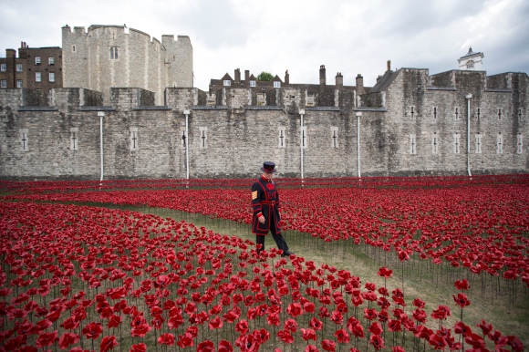 Volunteers Continue To Plant Ceramic Poppies At Tower Of London